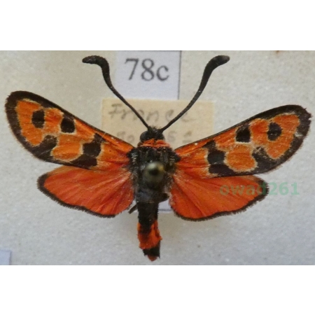 Zygaena fausta (Linnaeus, 1767) Kraśnik cieciorkowiec Francja78c